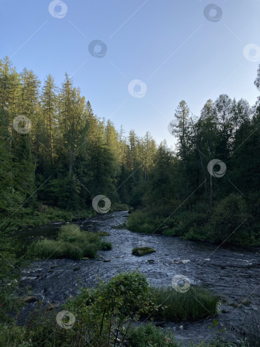 Скачать Река в диком лесу. Мобильная фотография. фотосток Ozero