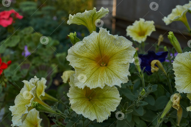 Скачать Петуния (лат. Petunia) цветет в саду загородного дома. фотосток Ozero