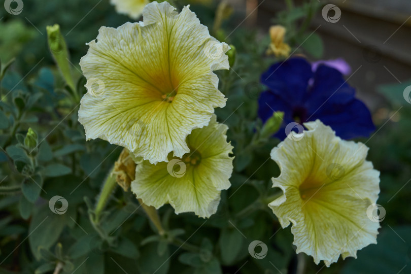 Скачать Петуния (лат. Petunia) цветет в саду загородного дома. фотосток Ozero