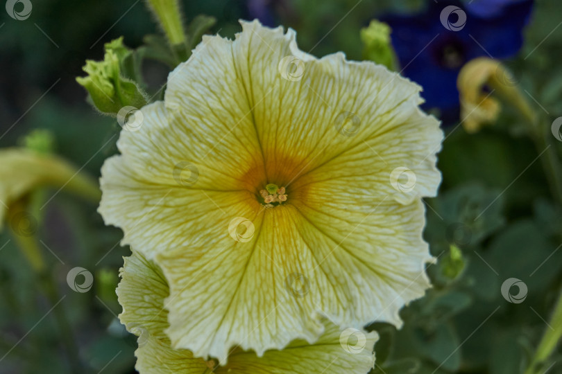 Скачать Петуния (лат. Petunia) цветет в саду загородного дома. фотосток Ozero