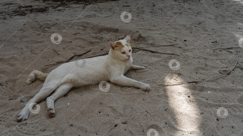 Скачать Кошка отдыхает, растянувшись на песке. фотосток Ozero