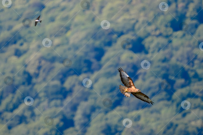 Скачать Обыкновенный канюк (Buteo buteo) в летучем фотосток Ozero