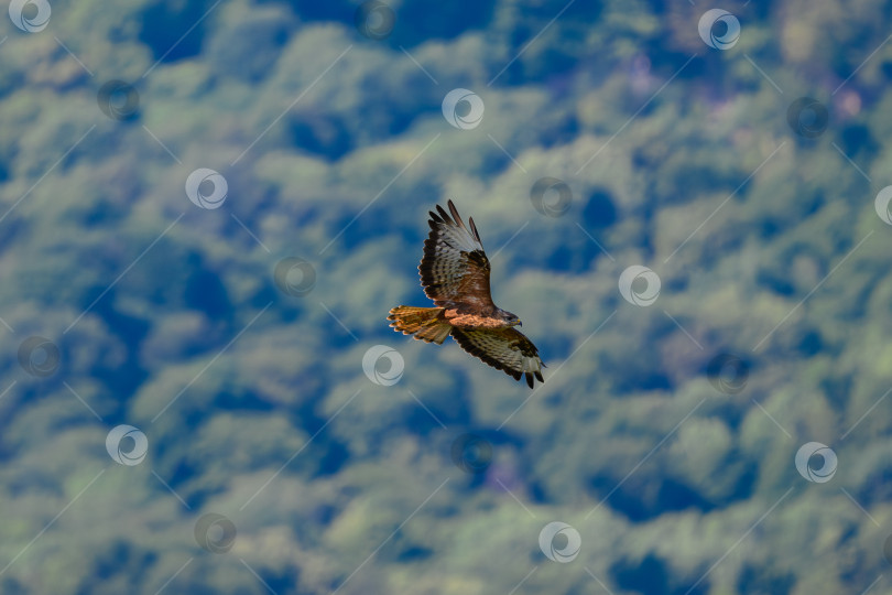 Скачать Обыкновенный канюк (Buteo buteo) в летучем фотосток Ozero