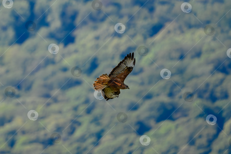 Скачать Обыкновенный канюк (Buteo buteo) в летучем фотосток Ozero