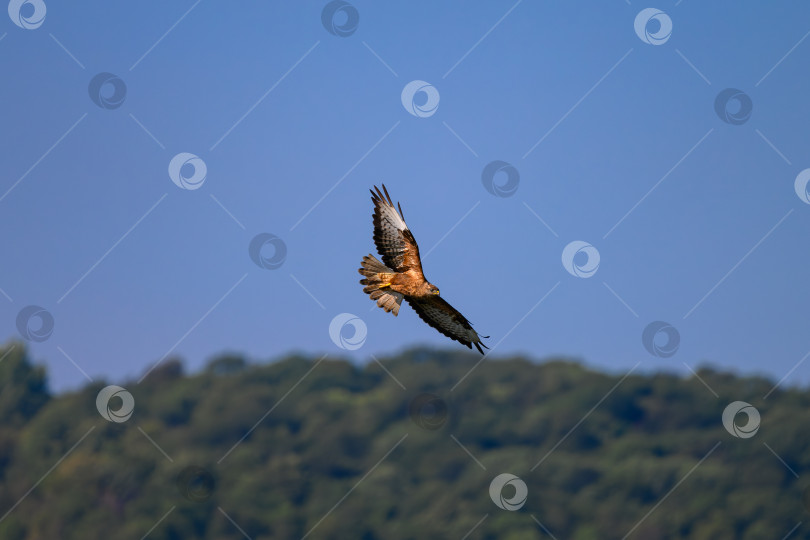 Скачать Обыкновенный канюк (Buteo buteo) в летучем фотосток Ozero