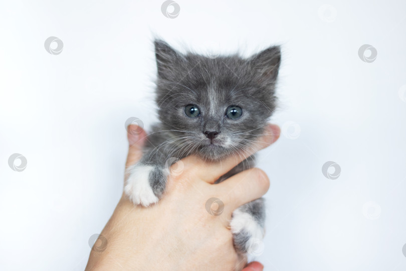 Скачать Человек нежно держит в руке маленького серо-белого котенка фотосток Ozero