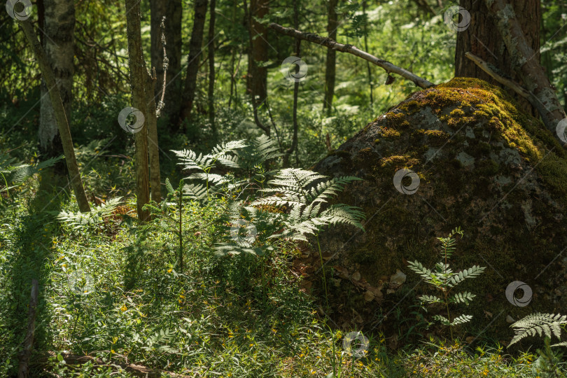 Скачать пейзаж с замшелым камнем среди леса фотосток Ozero