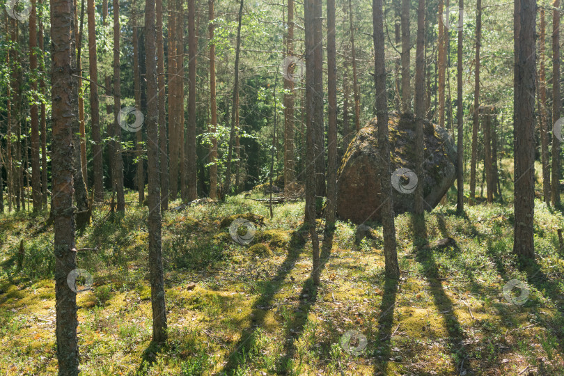 Скачать пейзаж с каменными утесами среди соснового леса фотосток Ozero