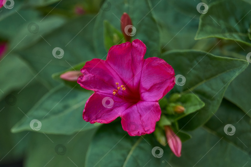 Скачать Яркий цветок мирабилиса (лат. Mirabilis jalapa) крупным планом в летнем саду. фотосток Ozero