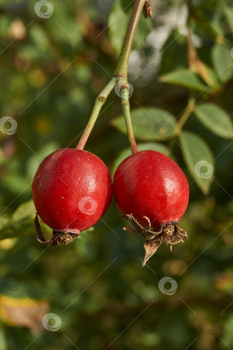 Скачать В саду расцвел шиповник (лат. Rosa) и созрели плоды. фотосток Ozero