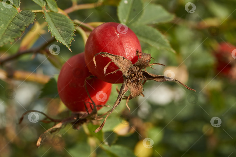 Скачать В саду расцвел шиповник (лат. Rosa) и созрели плоды. фотосток Ozero