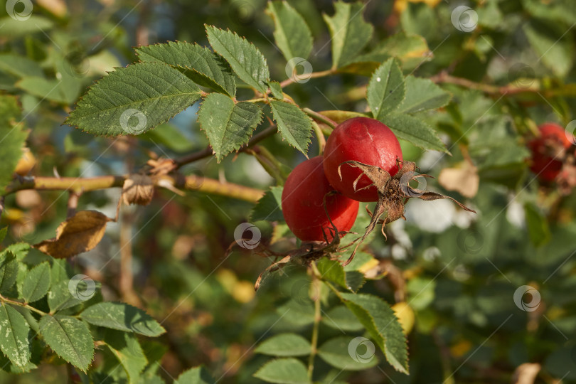 Скачать В саду расцвел шиповник (лат. Rosa) и созрели плоды. фотосток Ozero