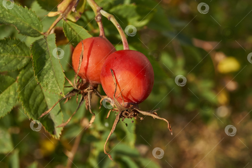 Скачать В саду расцвел шиповник (лат. Rosa) и созрели плоды. фотосток Ozero