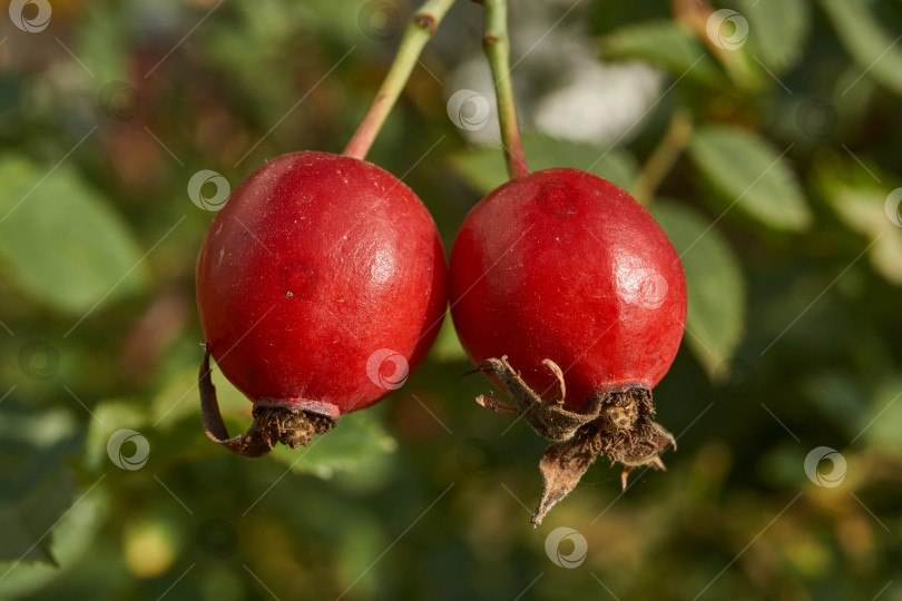 Скачать В саду расцвел шиповник (лат. Rosa) и созрели плоды. фотосток Ozero