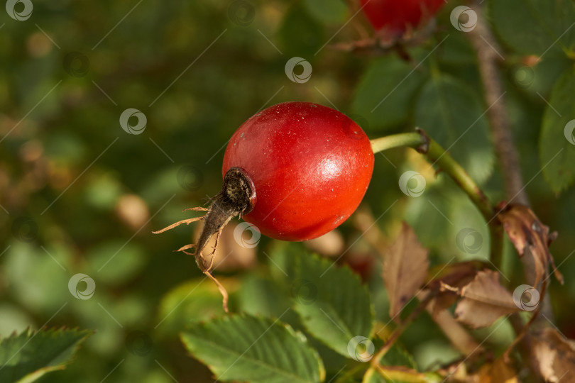 Скачать В саду расцвел шиповник (лат. Rosa) и созрели плоды. фотосток Ozero