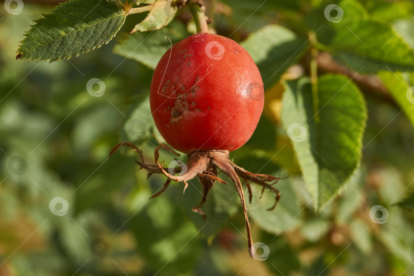 Скачать В саду расцвел шиповник (лат. Rosa) и созрели плоды. фотосток Ozero