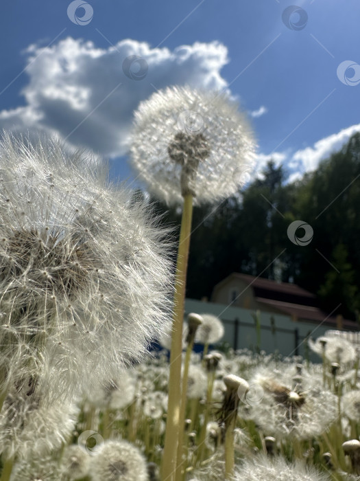 Скачать Одуванчик фотосток Ozero