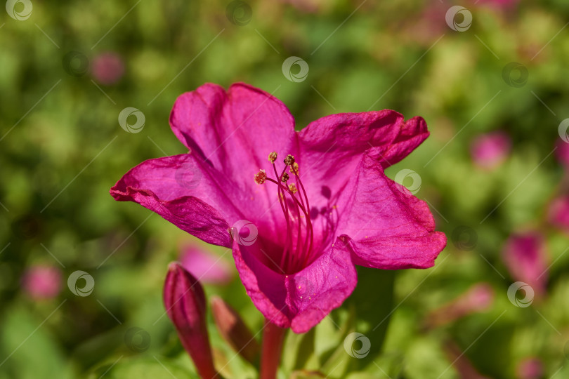 Скачать Яркий цветок мирабилиса (лат. Mirabilis jalapa) крупным планом в летнем саду. фотосток Ozero