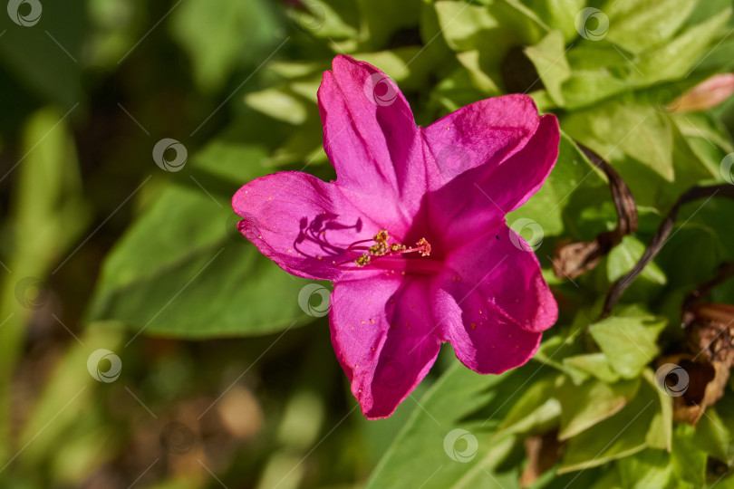 Скачать Яркий цветок мирабилиса (лат. Mirabilis jalapa) крупным планом в летнем саду. фотосток Ozero