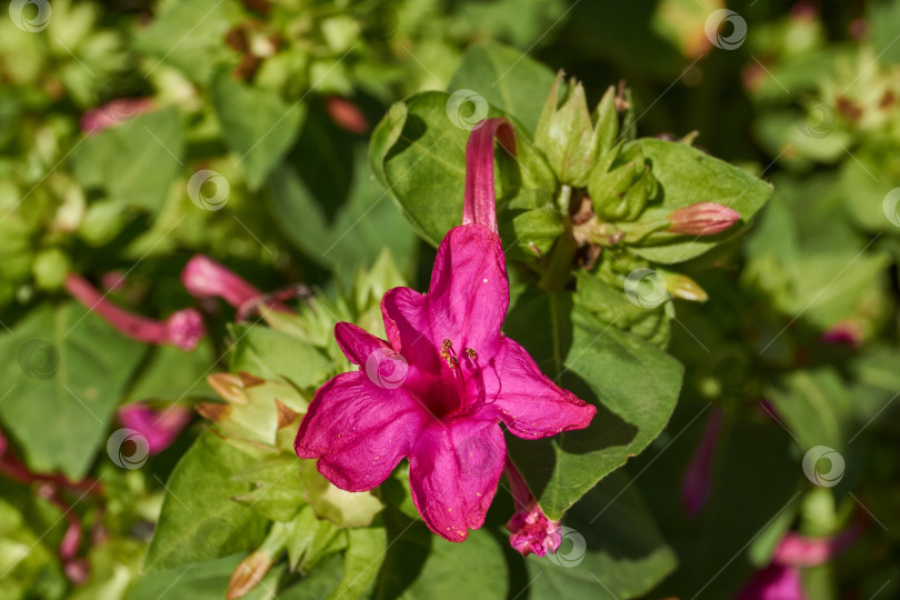 Скачать Яркий цветок мирабилиса (лат. Mirabilis jalapa) крупным планом в летнем саду. фотосток Ozero