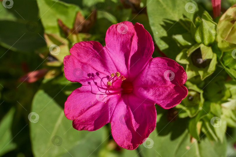 Скачать Яркий цветок мирабилиса (лат. Mirabilis jalapa) крупным планом в летнем саду. фотосток Ozero