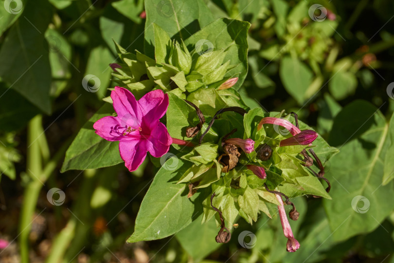 Скачать Яркий цветок мирабилиса (лат. Mirabilis jalapa) крупным планом в летнем саду. фотосток Ozero