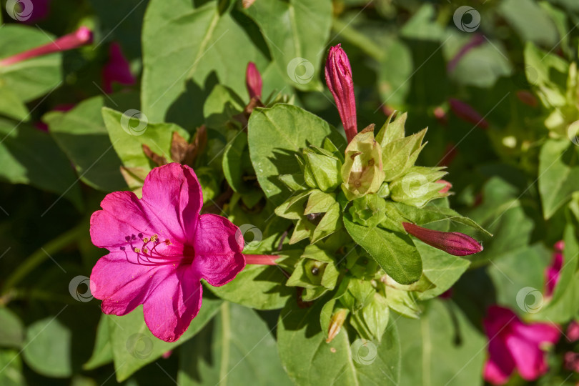 Скачать Яркий цветок мирабилиса (лат. Mirabilis jalapa) крупным планом в летнем саду. фотосток Ozero