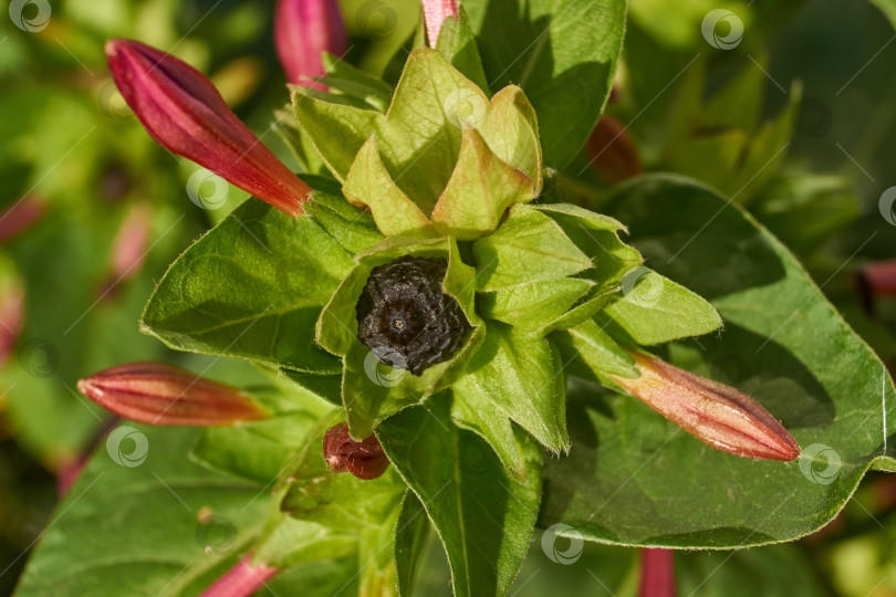 Скачать Яркий цветок мирабилиса (лат. Mirabilis jalapa) крупным планом в летнем саду. фотосток Ozero