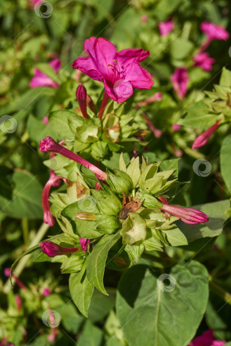 Скачать Яркий цветок мирабилиса (лат. Mirabilis jalapa) крупным планом в летнем саду. фотосток Ozero