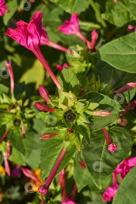 Скачать Яркий цветок мирабилиса (лат. Mirabilis jalapa) крупным планом в летнем саду. фотосток Ozero