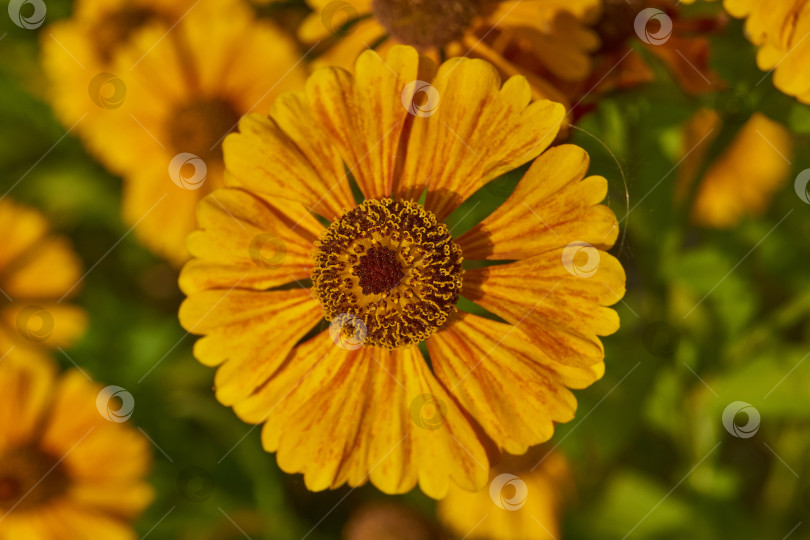 Скачать Гелениум (лат. Helenium) цветет в саду. фотосток Ozero