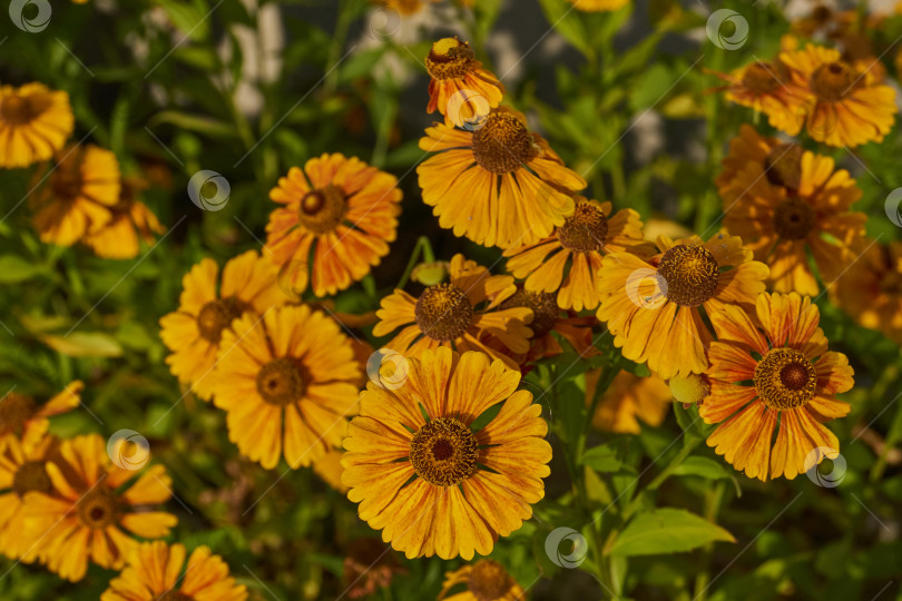 Скачать Гелениум (лат. Helenium) цветет в саду. фотосток Ozero