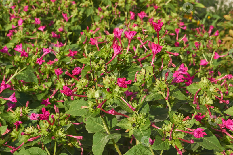 Скачать Яркий цветок мирабилиса (лат. Mirabilis jalapa) крупным планом в летнем саду. фотосток Ozero