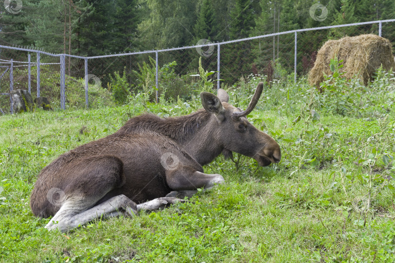 Скачать Молодой лось (лат. Alces alces) в вольере зоопарка. фотосток Ozero