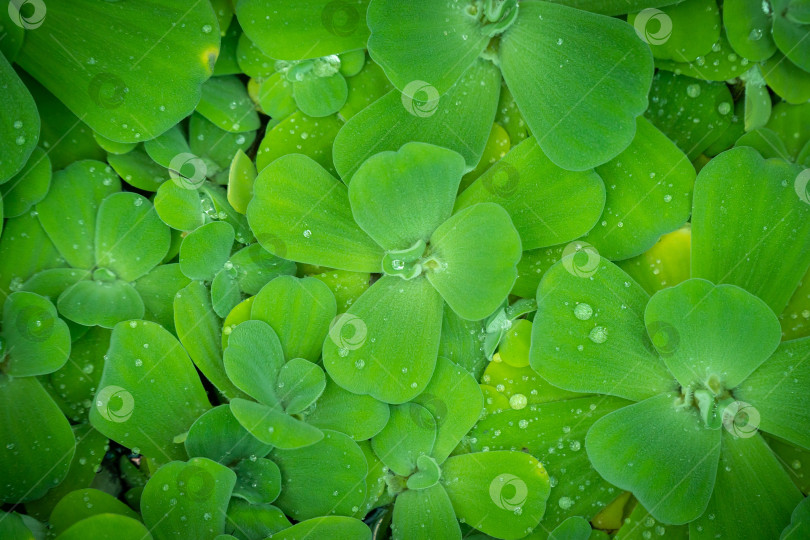 Скачать Пистилия на воде. Зелёный фон фотосток Ozero