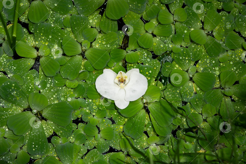 Скачать Цветок фаленопсиса на поверхности воды среди пистии слоистой фотосток Ozero