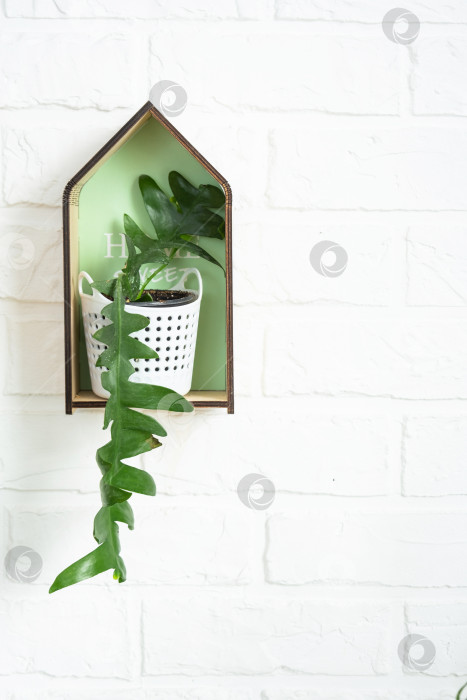 Скачать Marniera chrysocardium epiphyllum - лесной кактус на полке в форме домика на белой кирпичной стене. Домашнее растение в горшке в интерьере фотосток Ozero