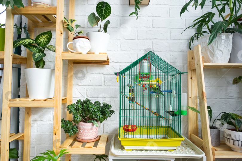 Скачать Клетка с волнистым попугайчиком стоит в жилом уголке дома среди стеллажей с группой комнатных растений в интерьере. Выращивание комнатных растений и уход за ними, зеленый дом фотосток Ozero