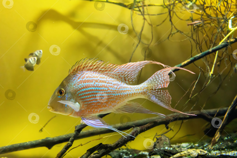 Скачать Geophagus pindare - род пресноводных лучеперых рыб из семейства цихловых. фотосток Ozero