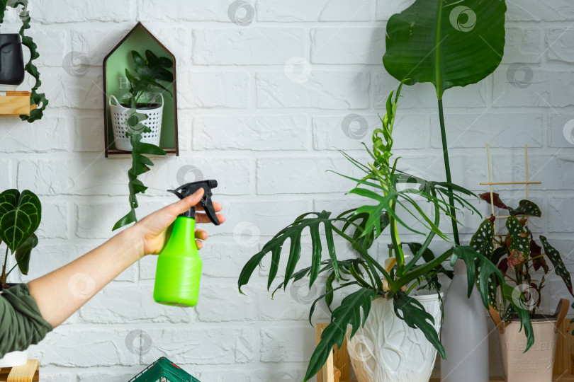 Скачать Женщина опрыскивает из пульверизатора домашние растения из своей коллекции, выращенные с любовью на полках в интерьере дома. Выращивание растений в домашних условиях, теплица, водный баланс, увлажнение фотосток Ozero