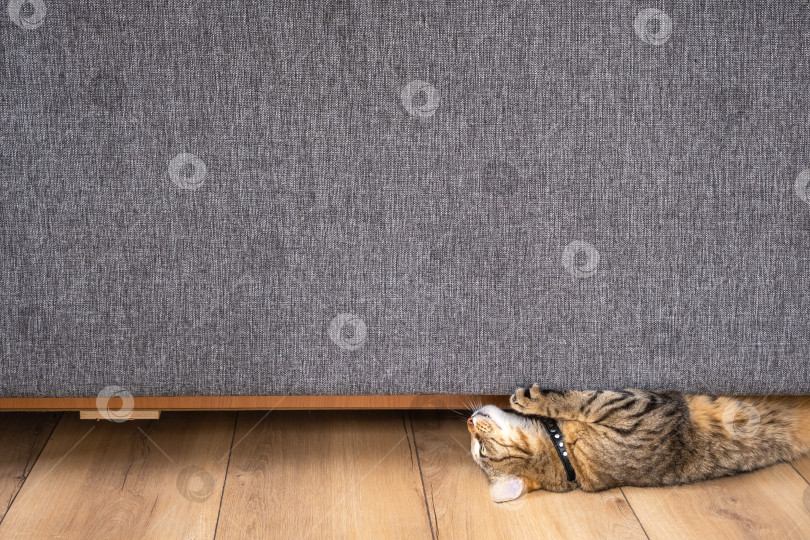 Скачать Домашняя кошка точит когти на диване. Домашнее животное портит мебель, рвет диван с антивандальным покрытием фотосток Ozero