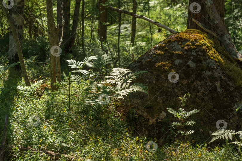 Скачать пейзаж с замшелым камнем среди леса фотосток Ozero