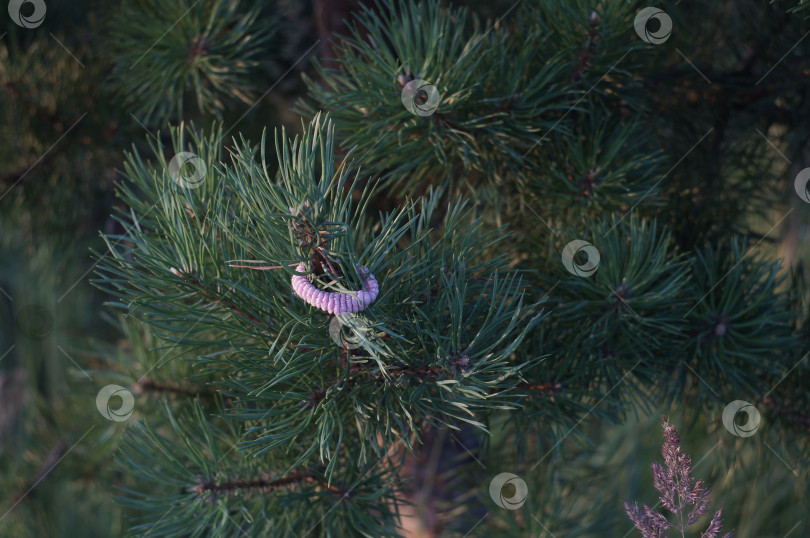 Скачать на сосне фотосток Ozero