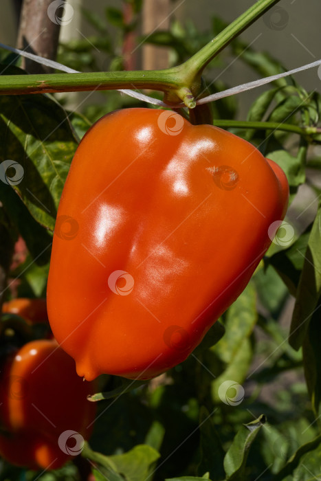 Скачать Сладкий перец или овощной перчик густой (лат. Capsicum annuum subsp. Крупный). фотосток Ozero