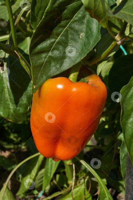 Скачать Сладкий перец или овощной перчик густой (лат. Capsicum annuum subsp. Крупный). фотосток Ozero