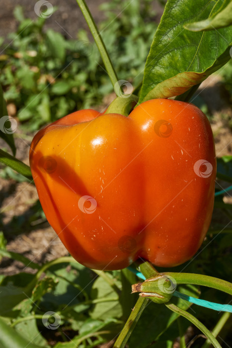 Скачать Сладкий перец или овощной перчик густой (лат. Capsicum annuum subsp. Крупный). фотосток Ozero