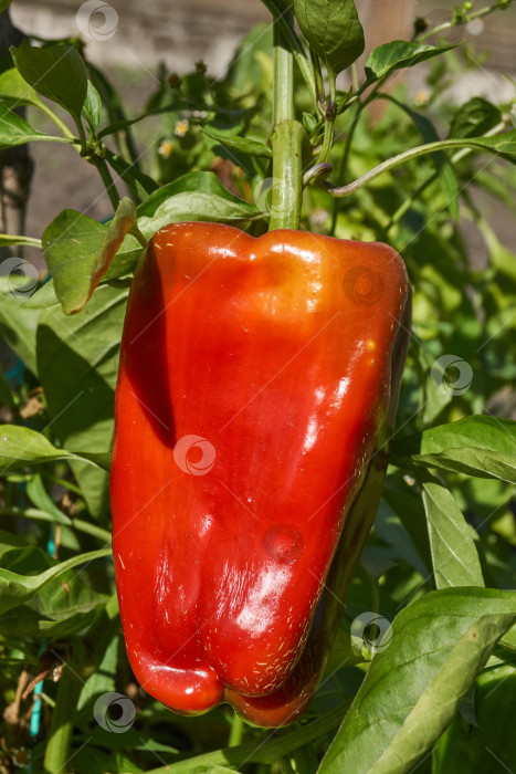 Скачать Сладкий перец или овощной перчик густой (лат. Capsicum annuum subsp. Крупный). фотосток Ozero