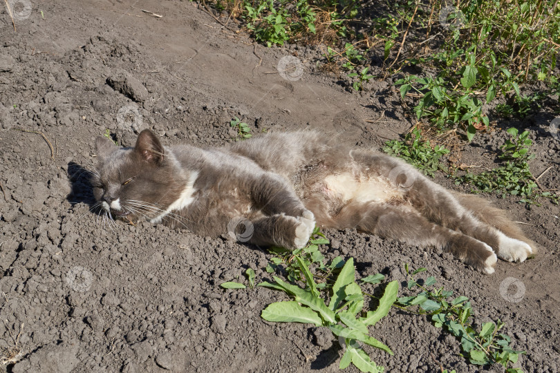 Скачать Пушистый кот лежит на земле во дворе. фотосток Ozero