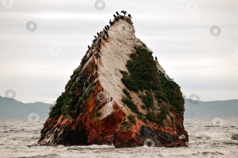 Скачать мыс с птицами-бакланами в Японском море Приморского края фотосток Ozero