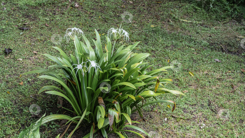 Скачать Красивая цветущая пляжная паучья лилия hymenocallis littoralis фотосток Ozero